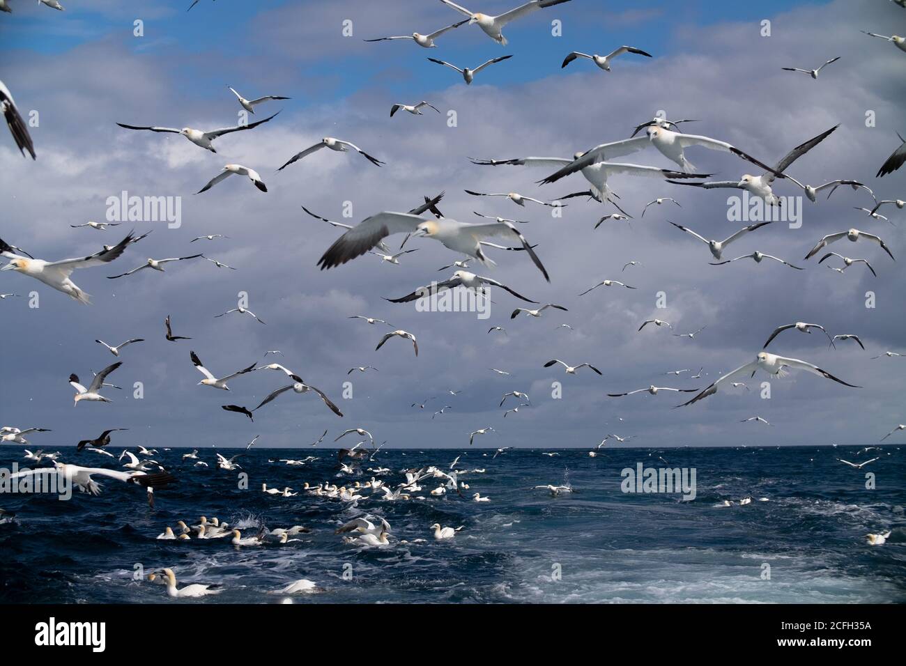 Shetland Islands Stock Photo