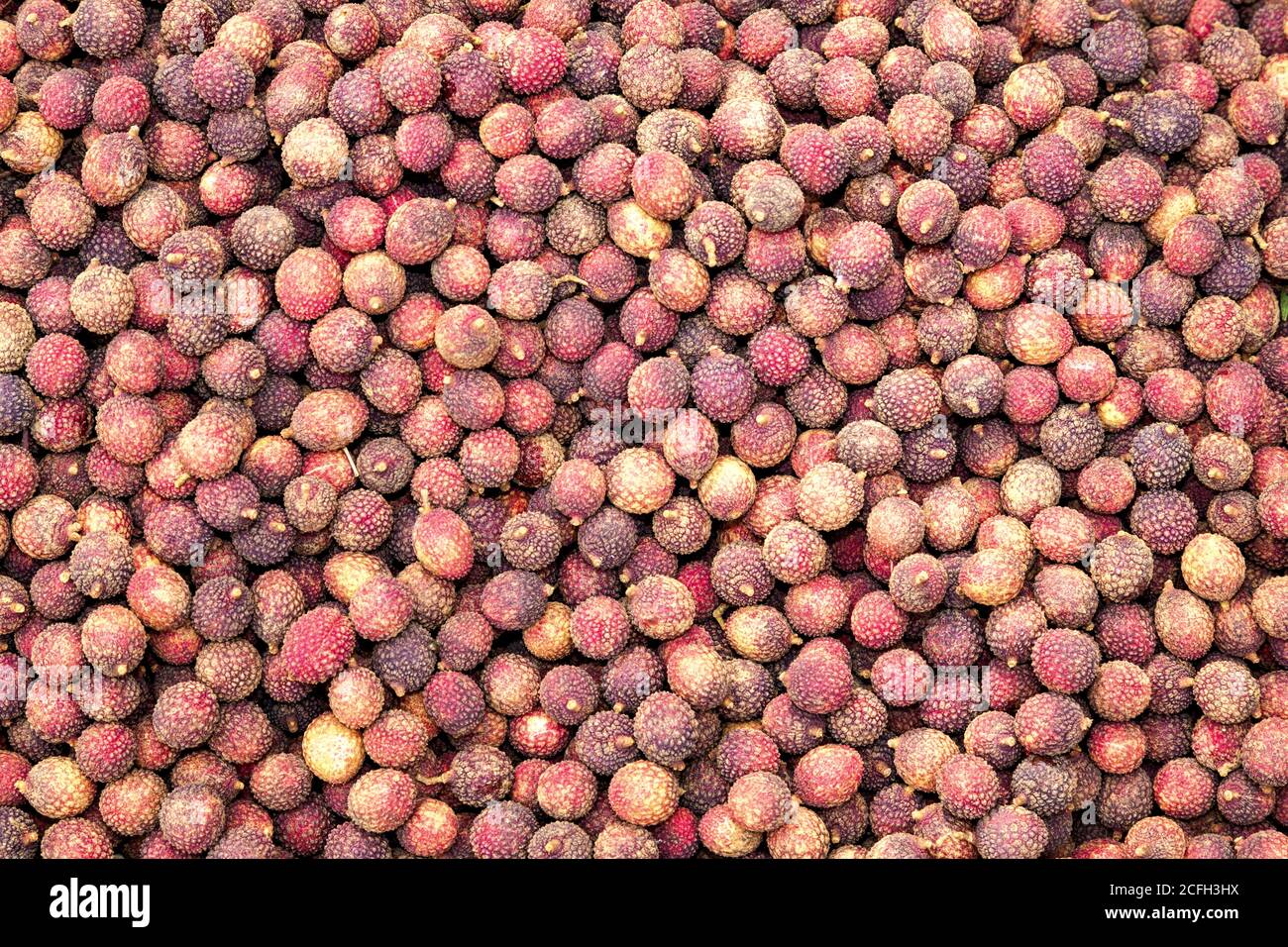 Lychee is the sole member of the genus Litchi in the soapberry family, Sapindaceae. It is a tropical tree native to the Guangdong and Fujian provinces Stock Photo