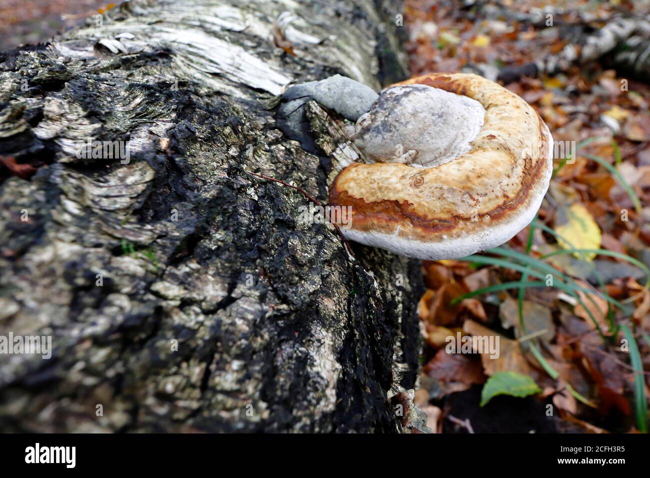 A wood mushroom on the log in the forest Stock Photo