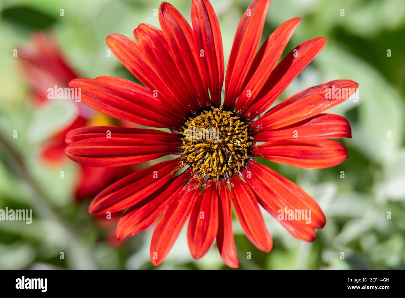 The first Red Arctotis Hybrid Red Magic flower is in bloom a little early for Spring. Stock Photo
