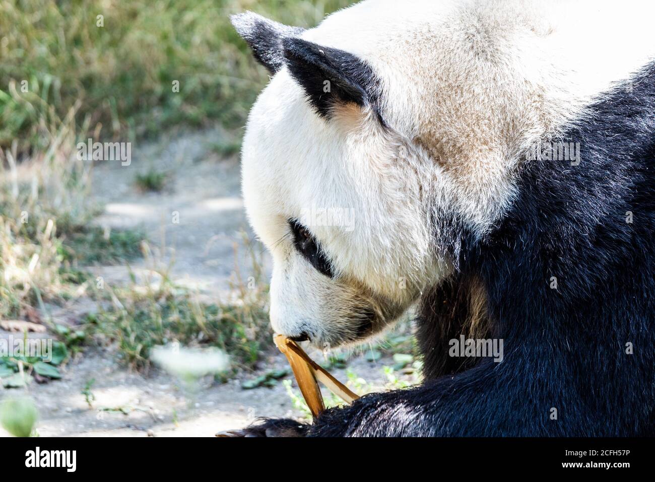 Giant Panda eating bamboo sprouts and sitting on the ground Stock Photo