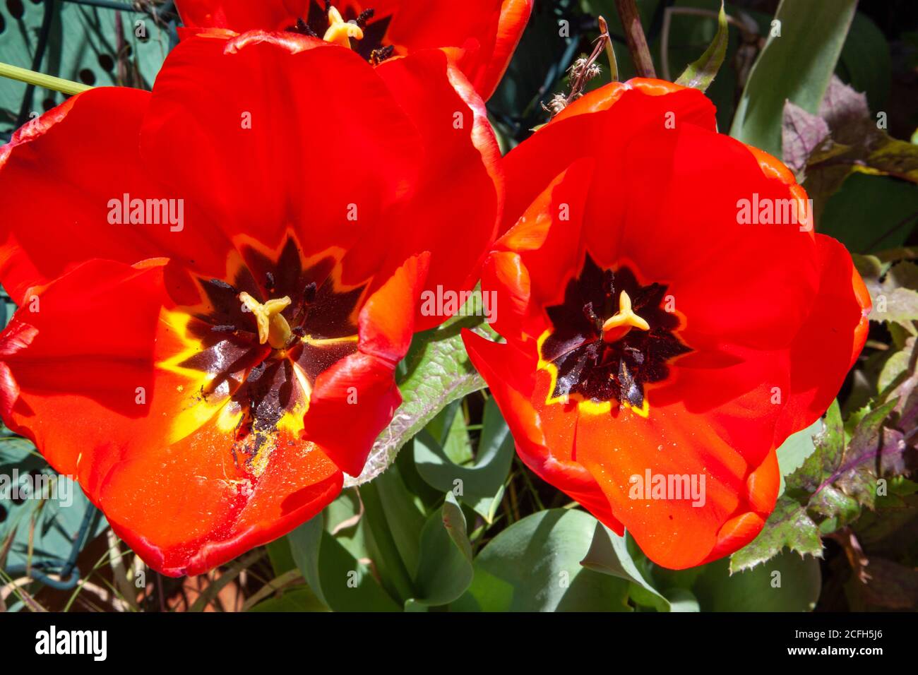 brilliant red poppies in a garden Stock Photo