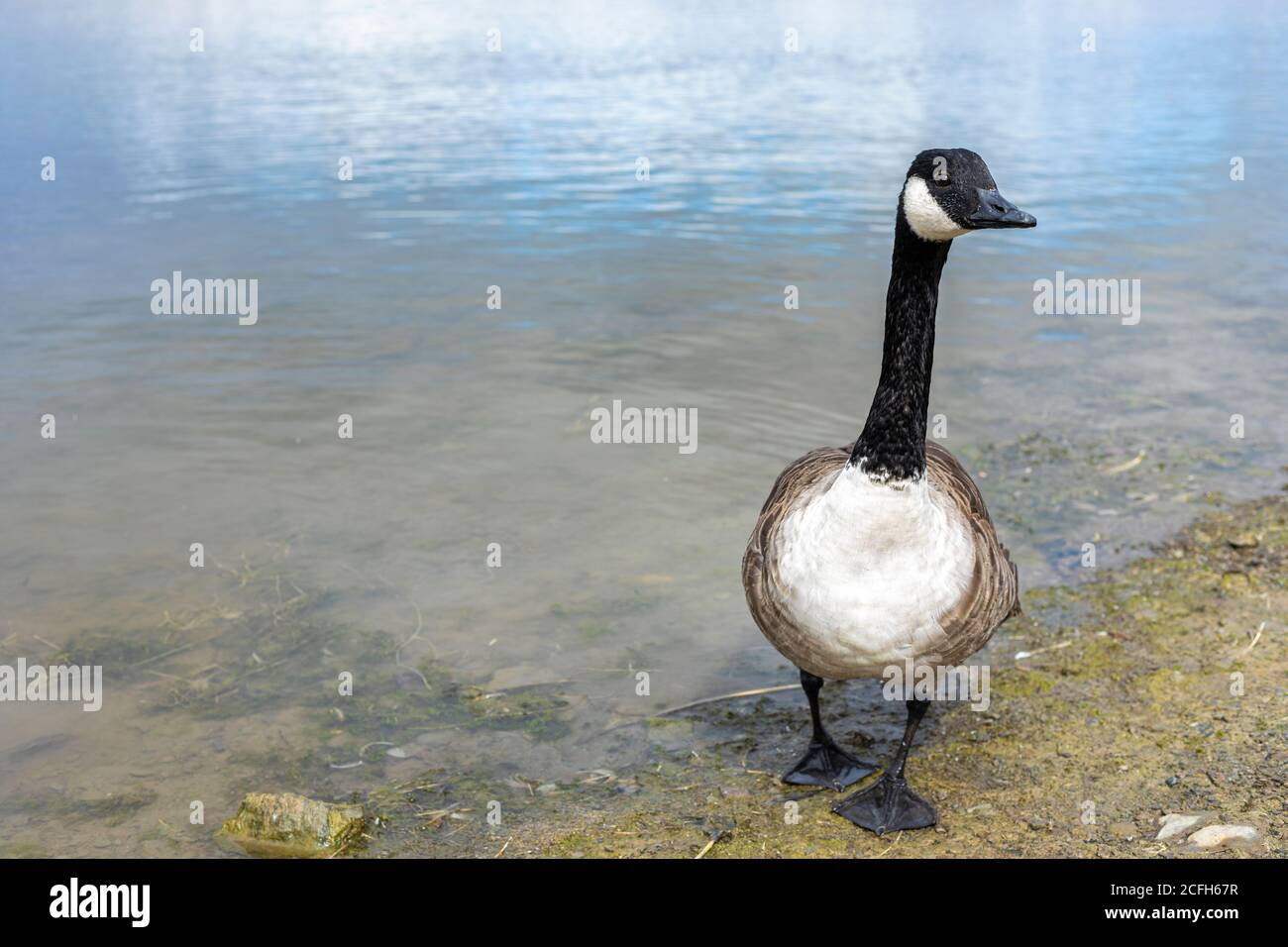 Canada goose valladolid km clearance