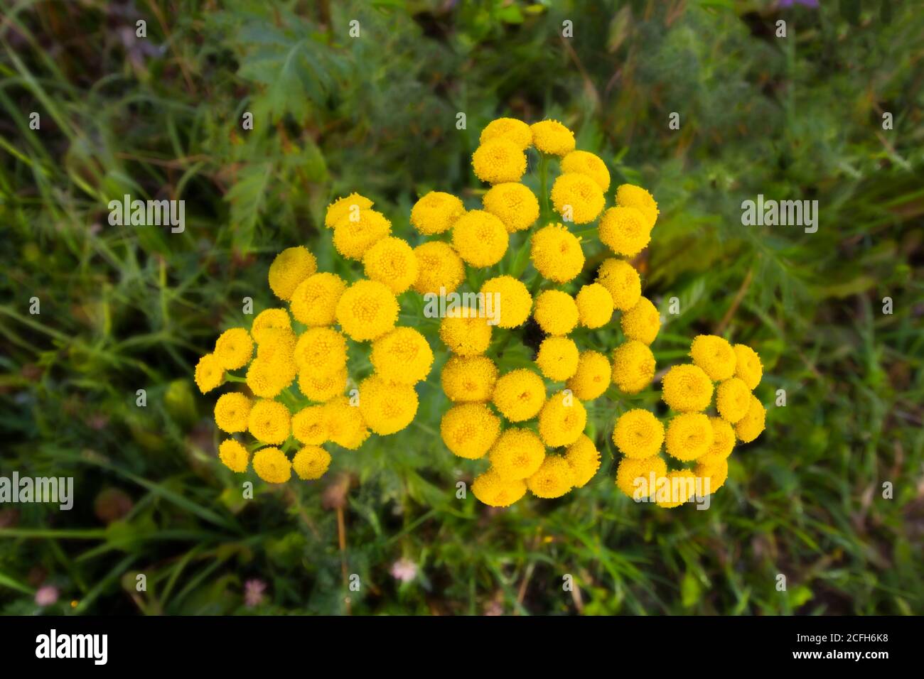 Closeup of yellow tansy flowers Tanacetum vulgare, common tansy, bitter button, cow bitter, or golden buttons. Wildflowers Stock Photo