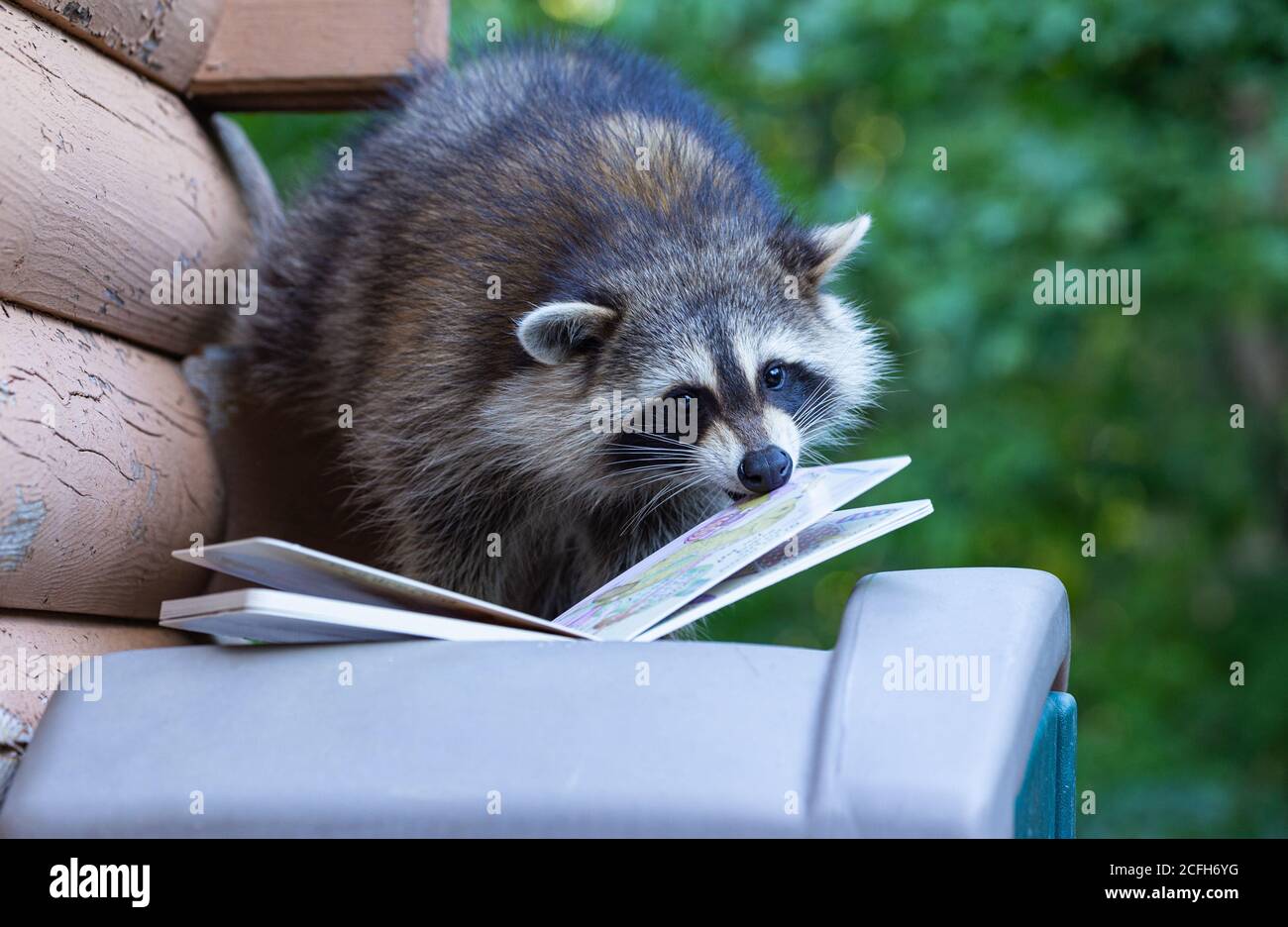 Raccoon 'reading' a child's book perched on the top of a deck shed. Stock Photo