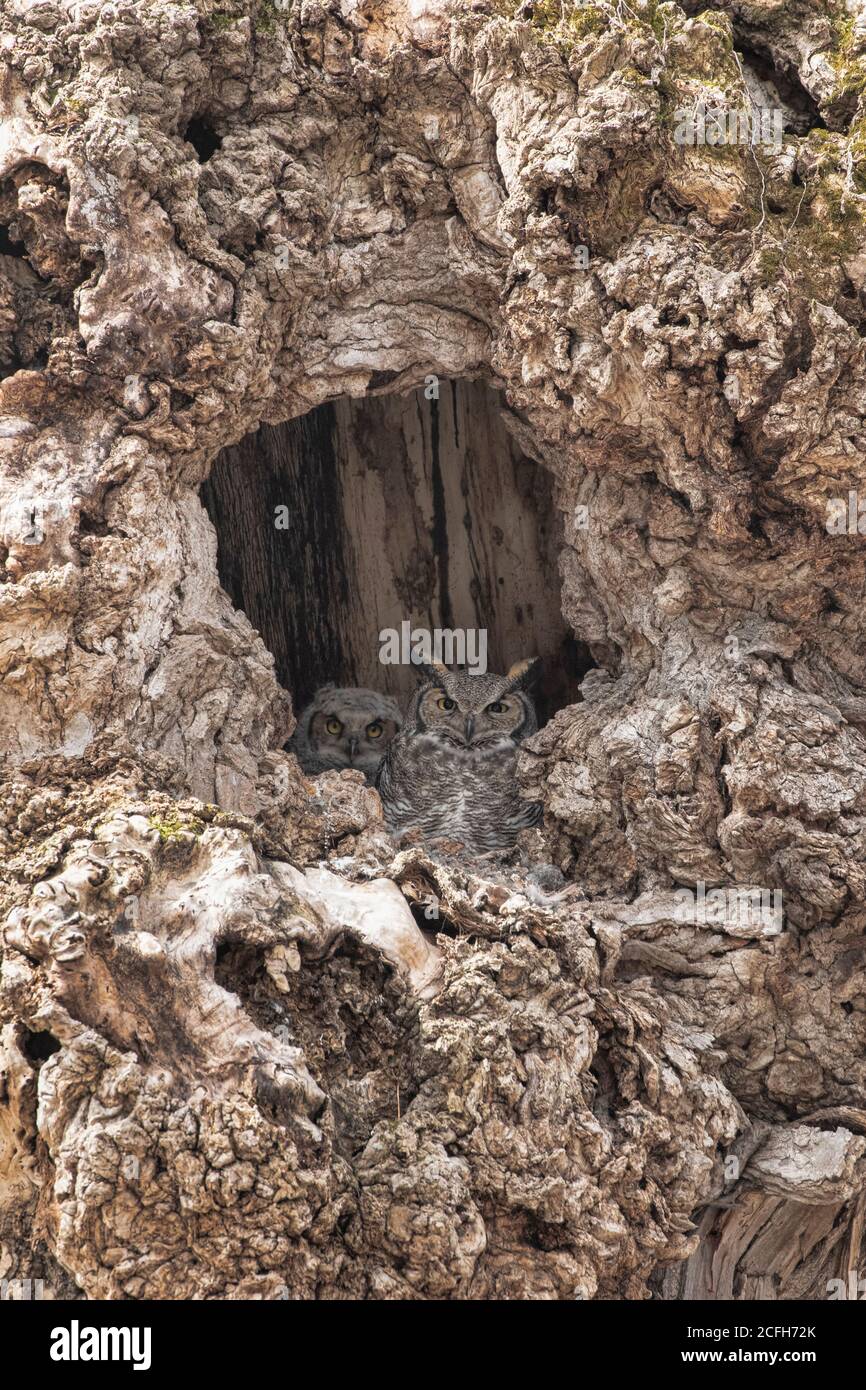 Great Horned Owl (Bubo virginianus) Cavity Nest Stock Photo