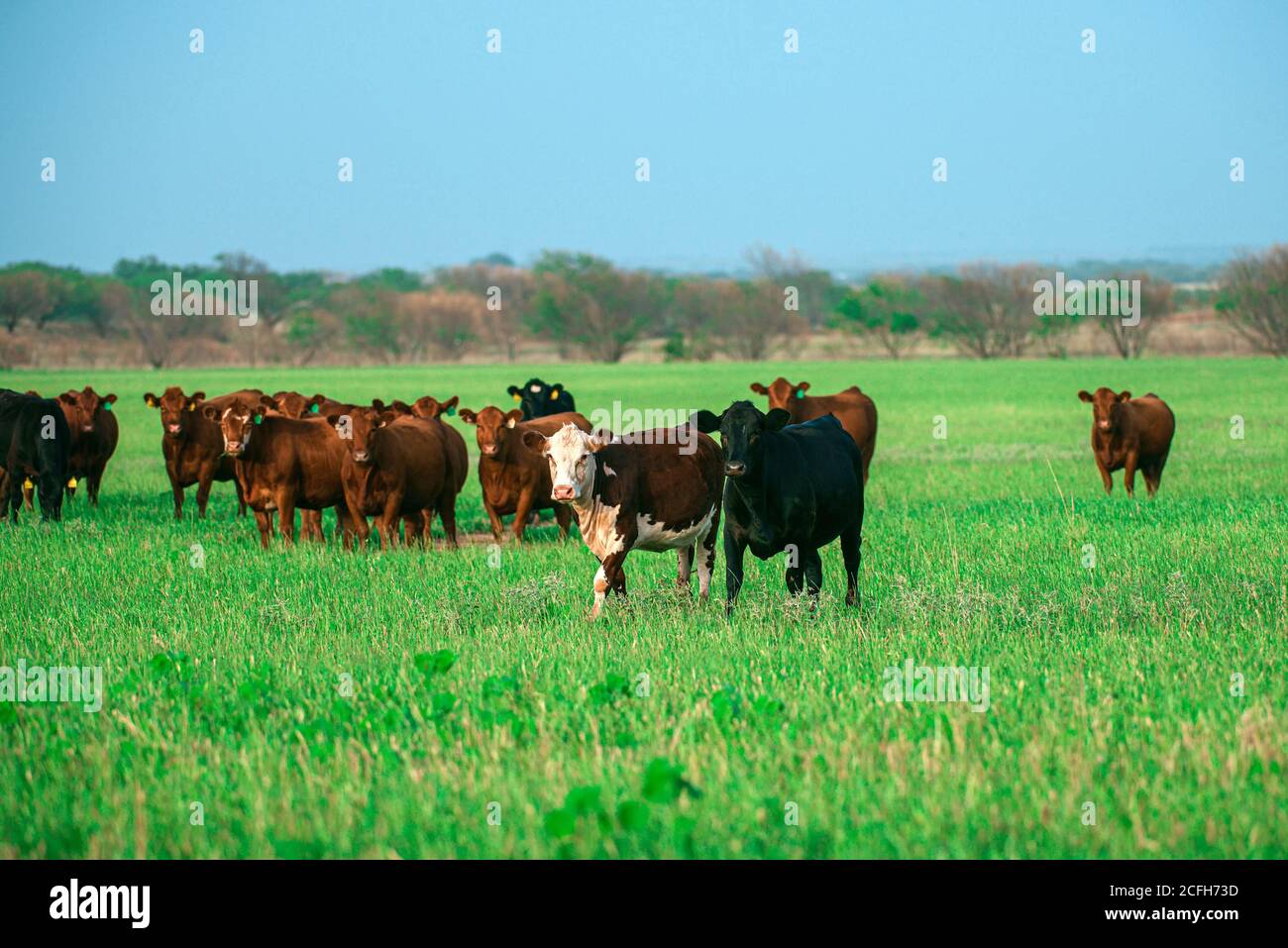 Herd of cows grazing in a pasture in summer Stock Photo - Alamy