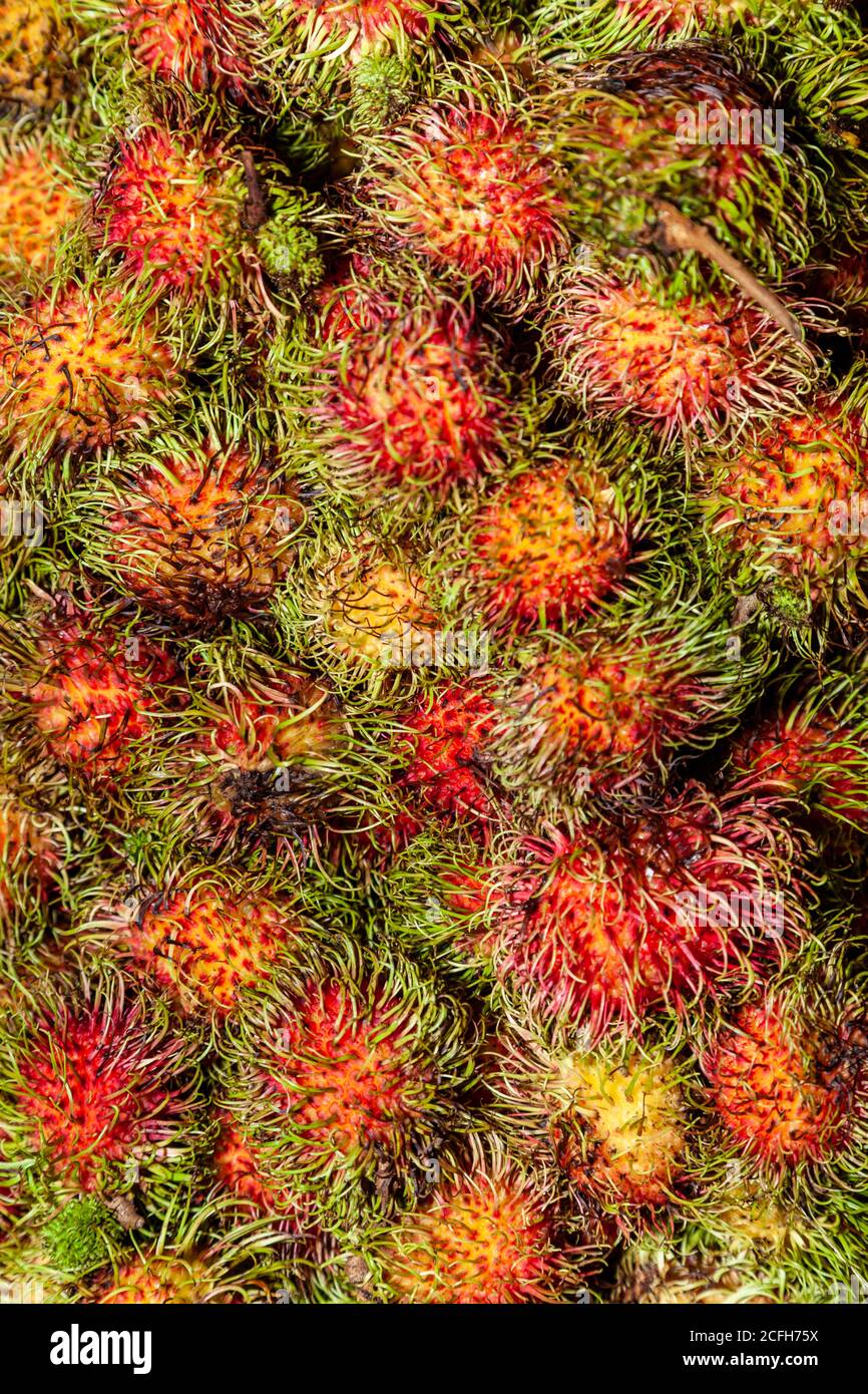 Lychee is the sole member of the genus Litchi in the soapberry family, Sapindaceae. It is a tropical tree native to the Guangdong and Fujian provinces Stock Photo