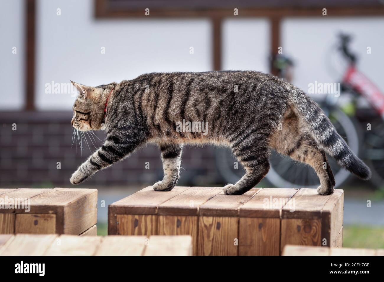 Domestic tabby cat walking in the country house yard Stock Photo