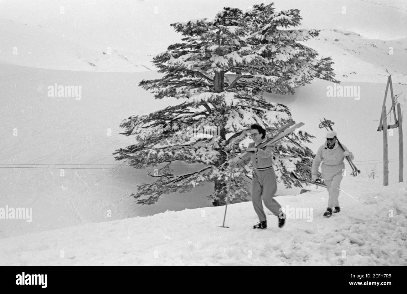 Cedars of Lebanon with snow and skiers ca. 1946 Stock Photo