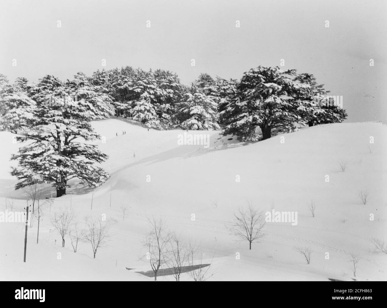 Original Caption:  Cedars  - Location: Lebanon ca.  1946 Stock Photo