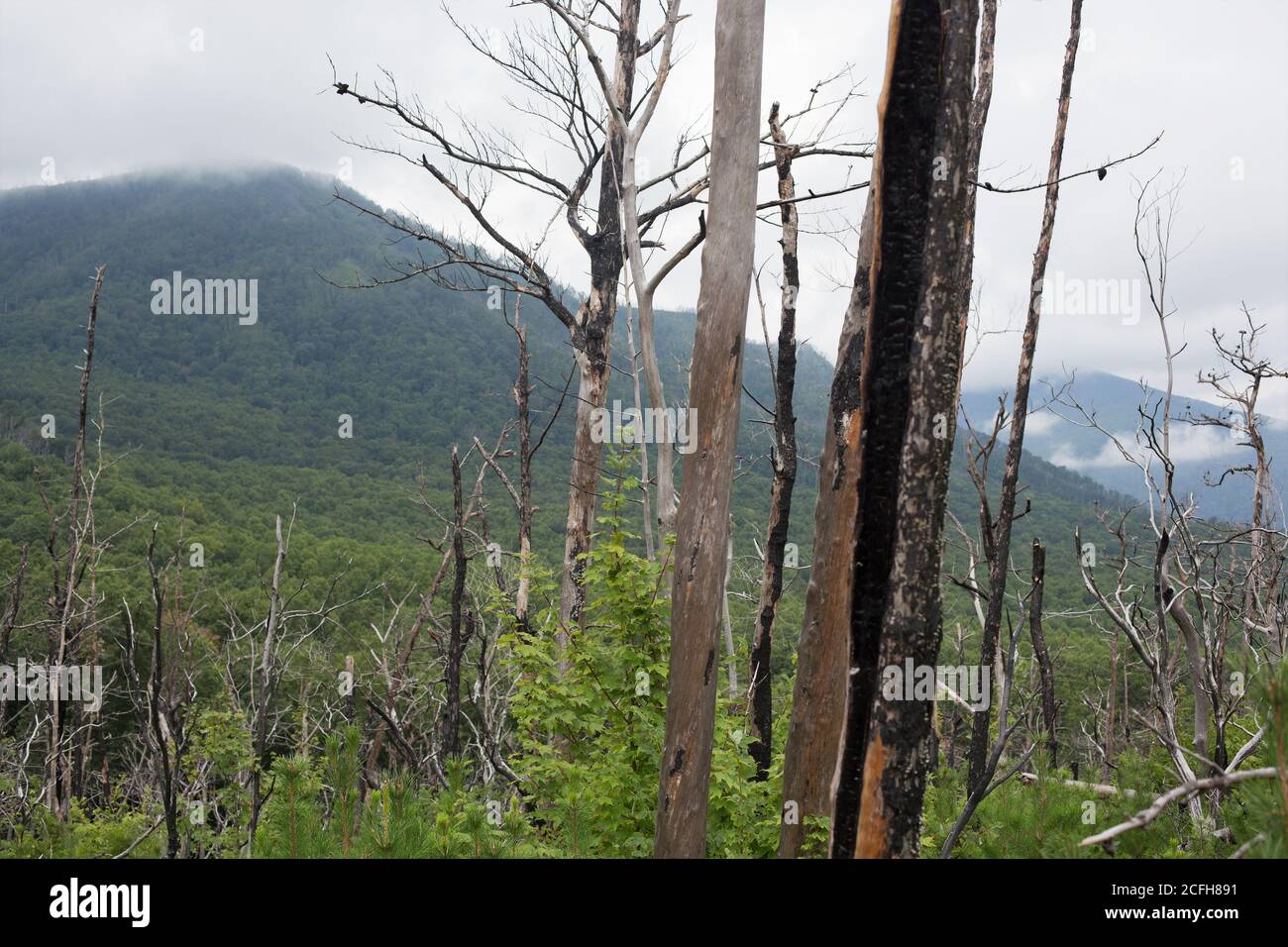 New growth among deadwood from the 2016 wildfire in Gatlinburg, Tennessee, USA. Stock Photo