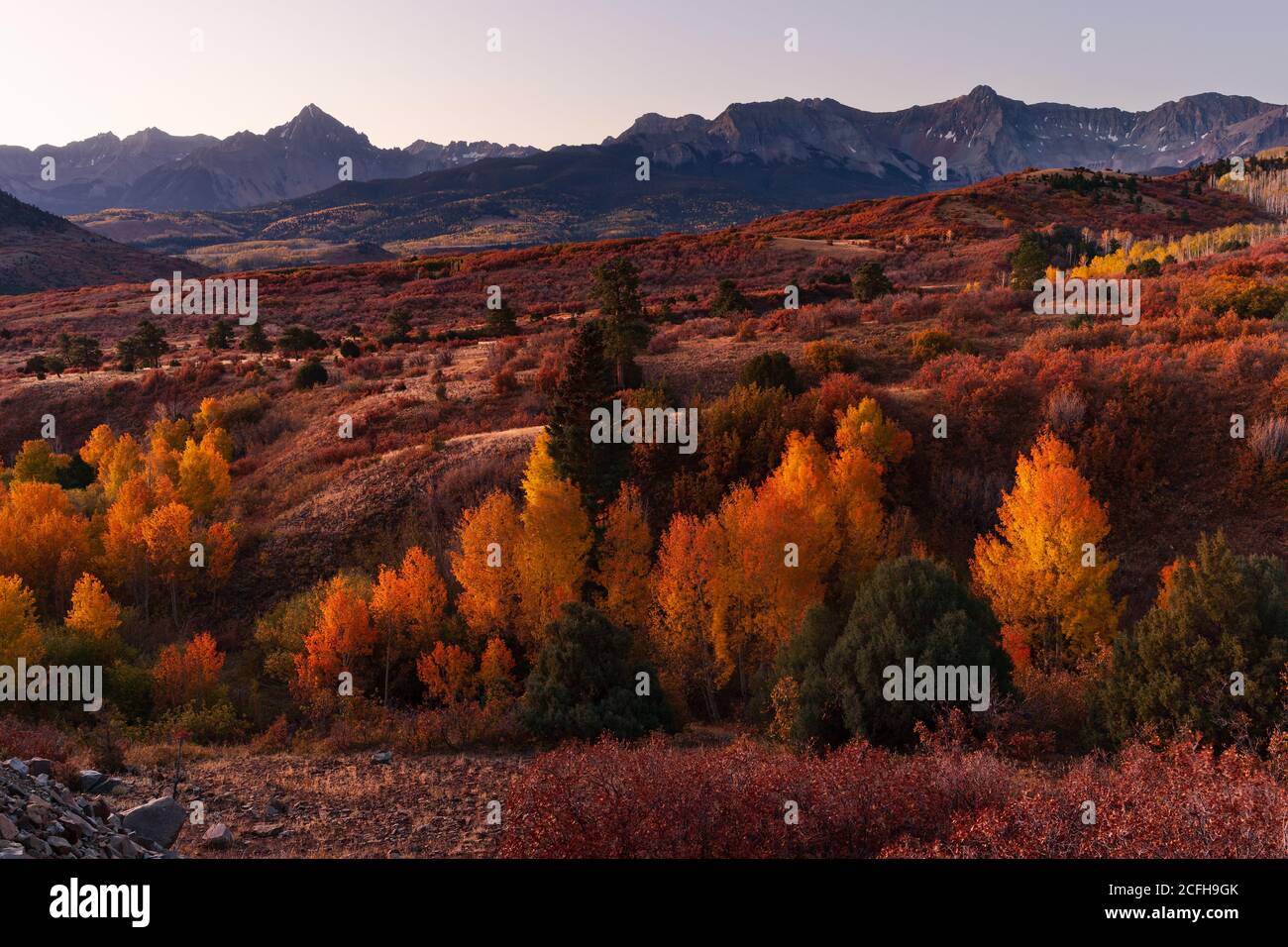 Aspen trees with fall colors in Colorado at Dallas Divide Stock Photo