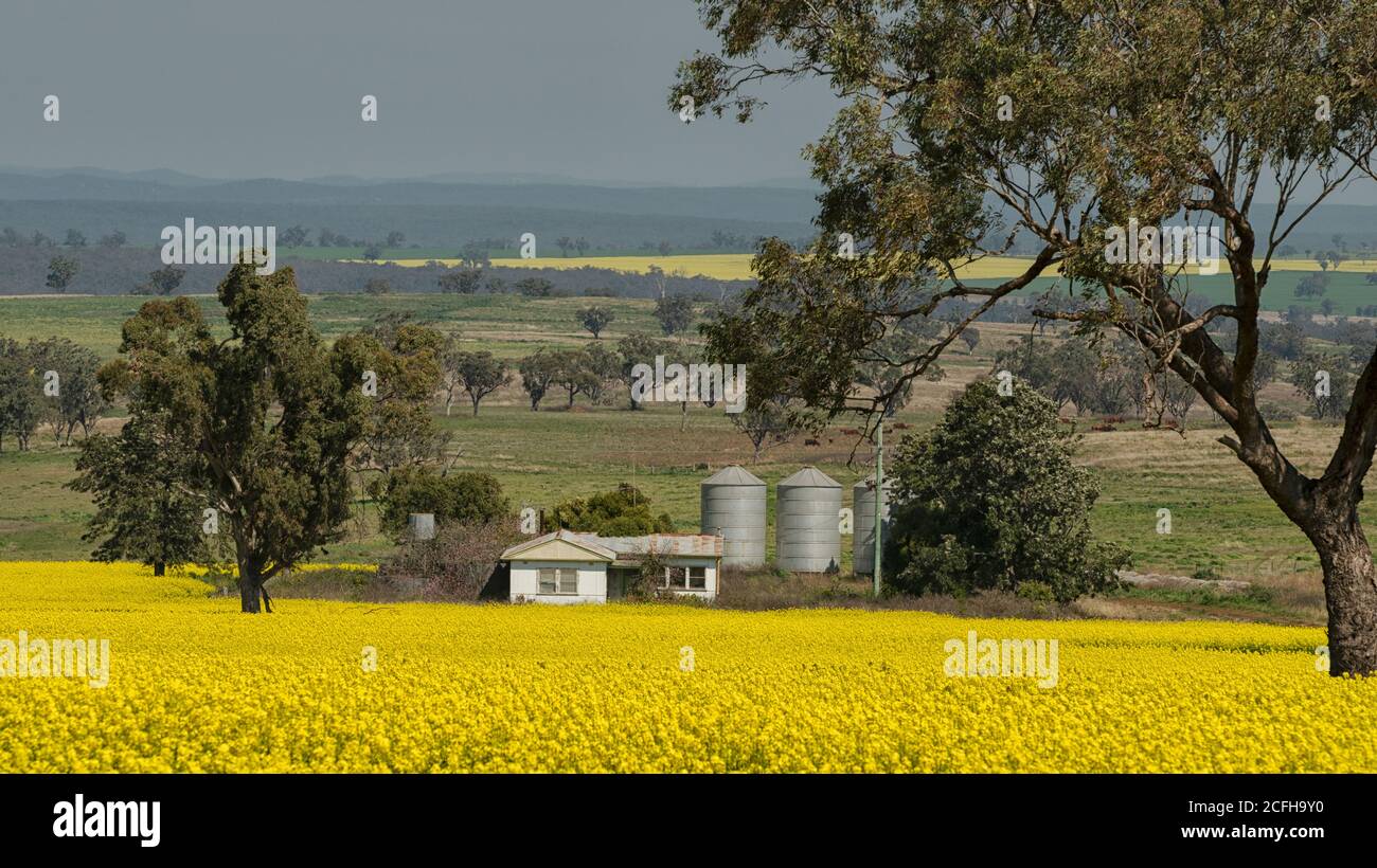 A field of flowering canola, rapeseed in rural New South Wales, Australia. With silos for storage of agricultral products. Stock Photo