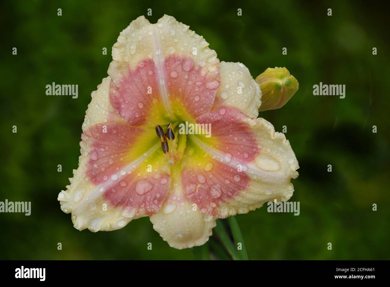 Closeup of raindrops on daylily blossom with cream yellow petals, bright rosey eye, and yellow throat (Hemerocallis 'When my Sweetheart Returns'). Stock Photo