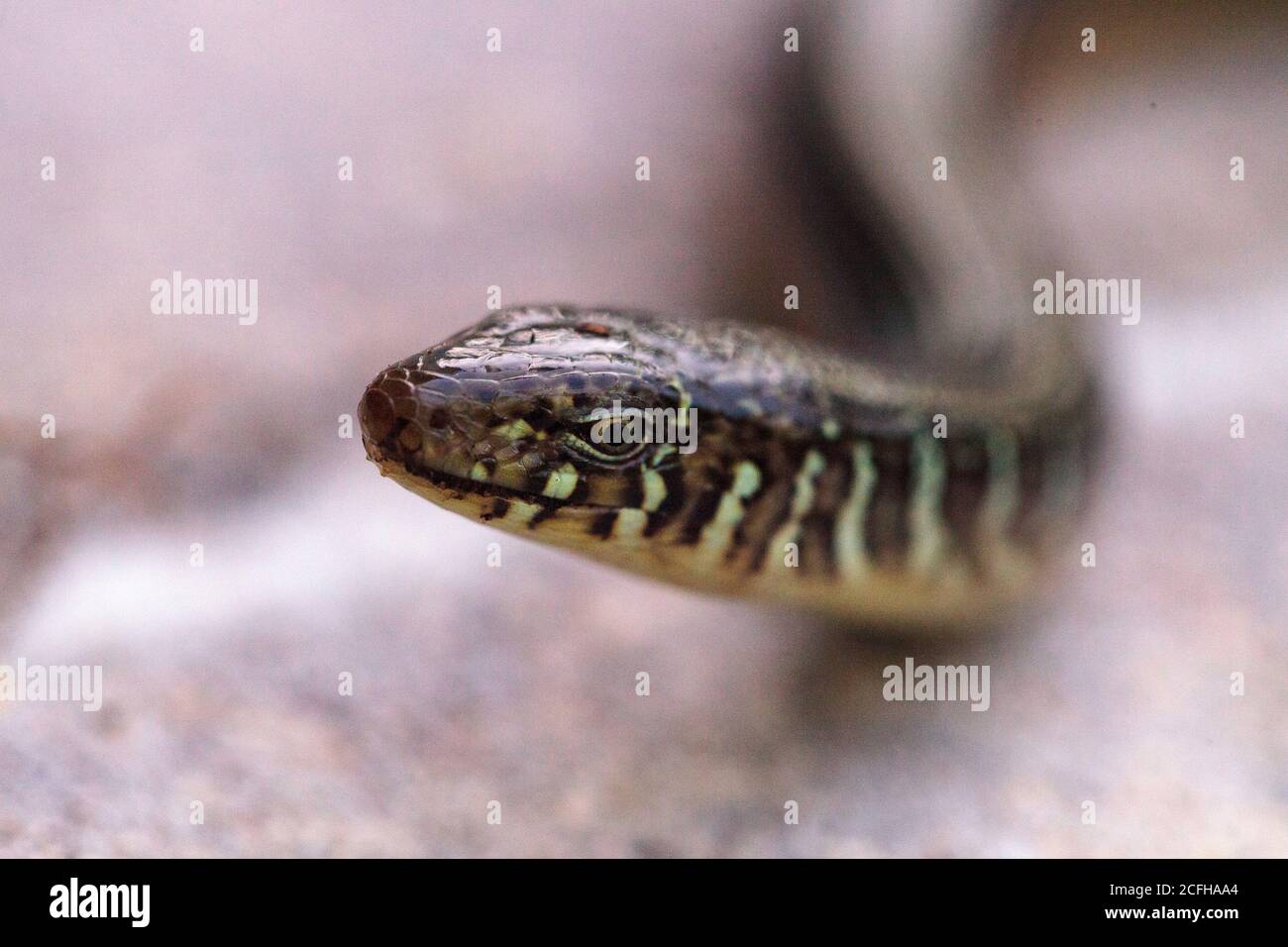 Lizard without legs hires stock photography and images Alamy