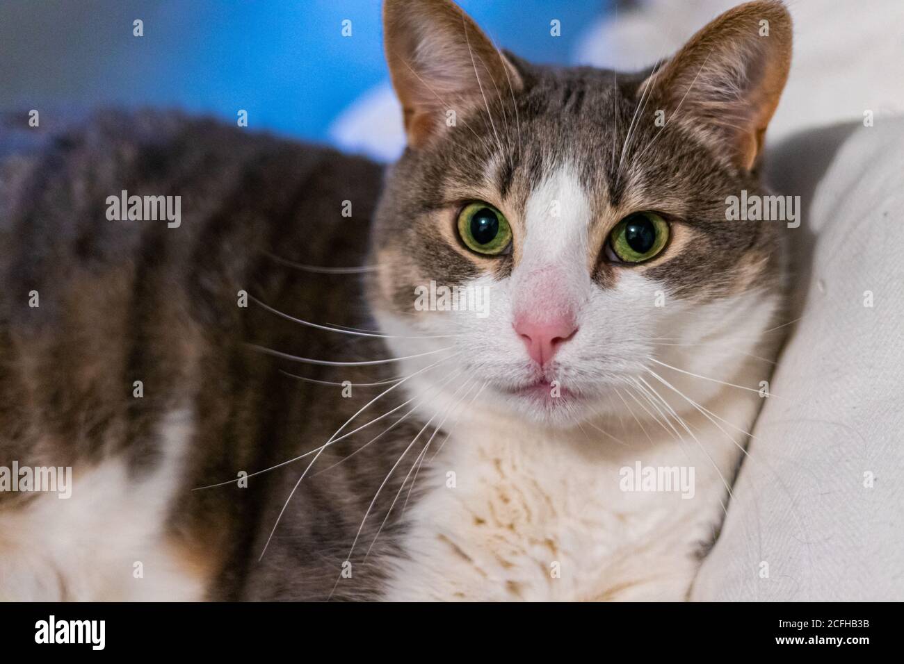 White belly cat hires stock photography and images Alamy
