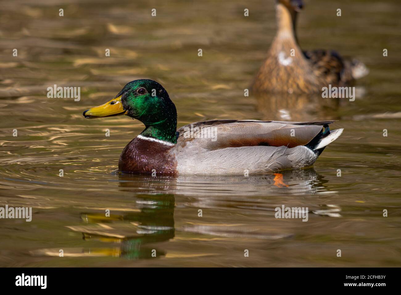 A male and female Mallard duck swimming close to each other. The male up front with focus on him. While the female swims in the background. Stock Photo