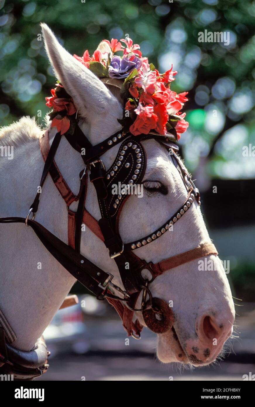 New Orleans, Louisiana, carriage horse wearing flower garland, French Quarter Stock Photo