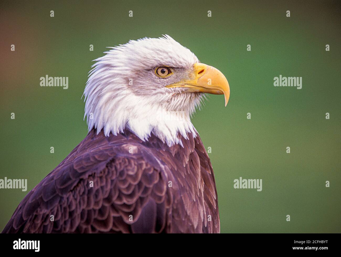 Bald Eagle, side view of head, Haliaeetus leucocephalus Stock Photo