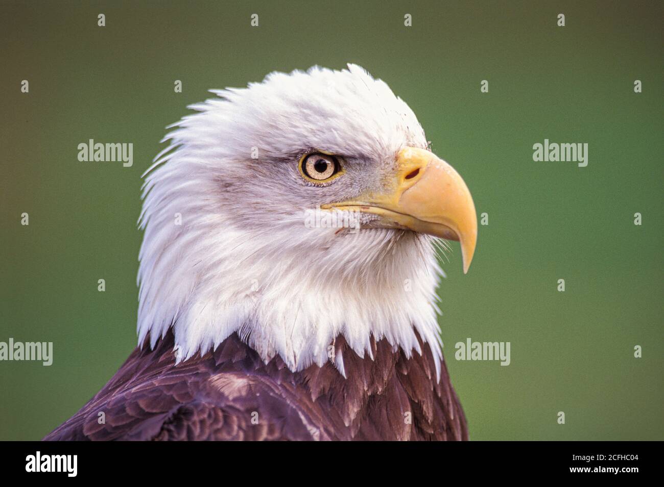 Bald Eagle, side view of head, Haliaeetus leucocephalus Stock Photo
