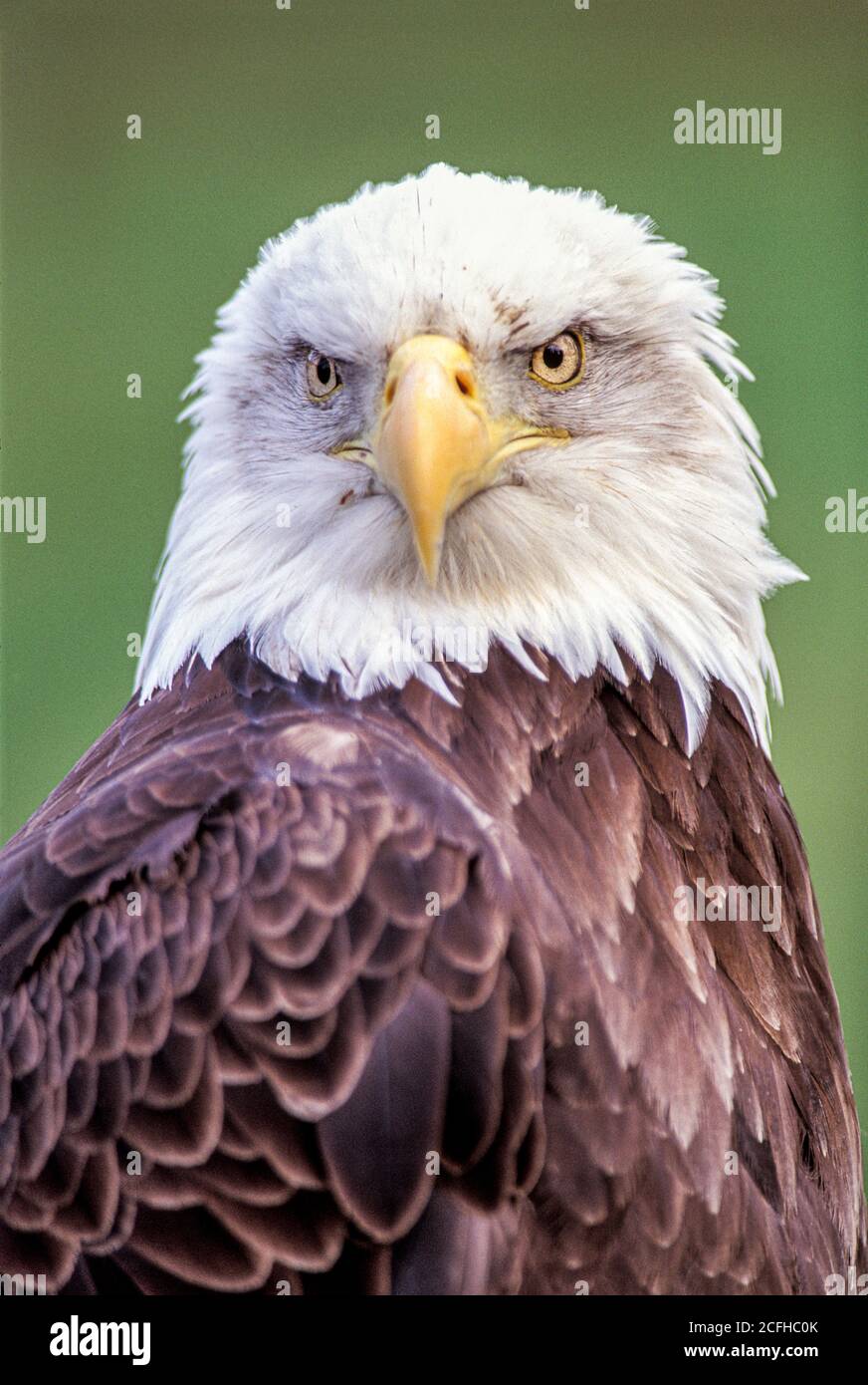 Bald Eagle, Front view, Haliaeetus leucocephalus Stock Photo