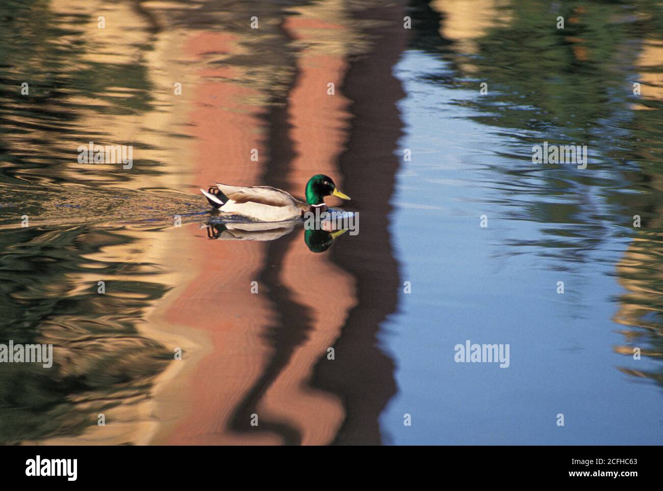 Mallard duck and reflection, Palace of Fine Arts, San Francisco, CA Stock Photo