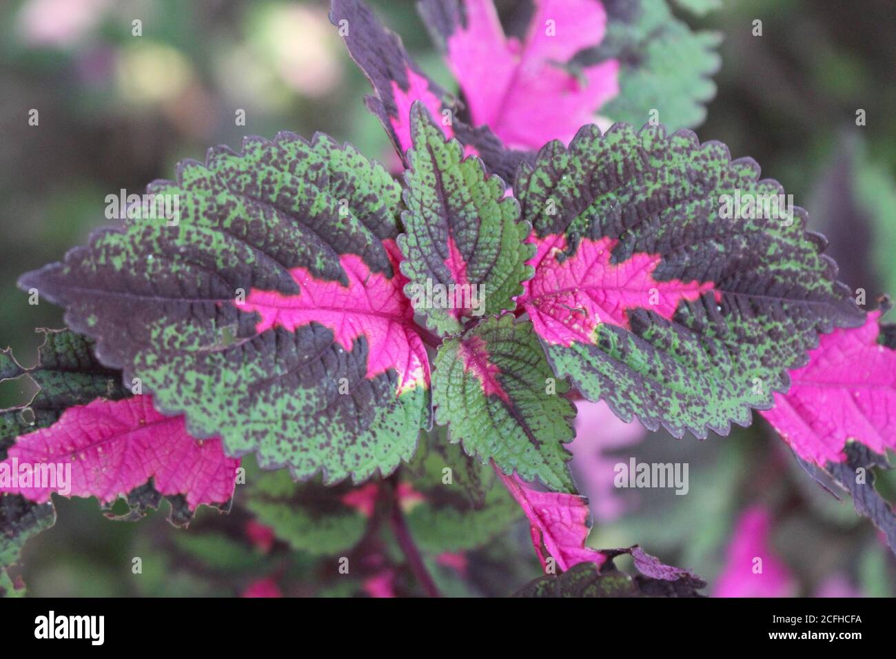 Multi colored leaves pink,purple and green color leaves growing in garden Stock Photo