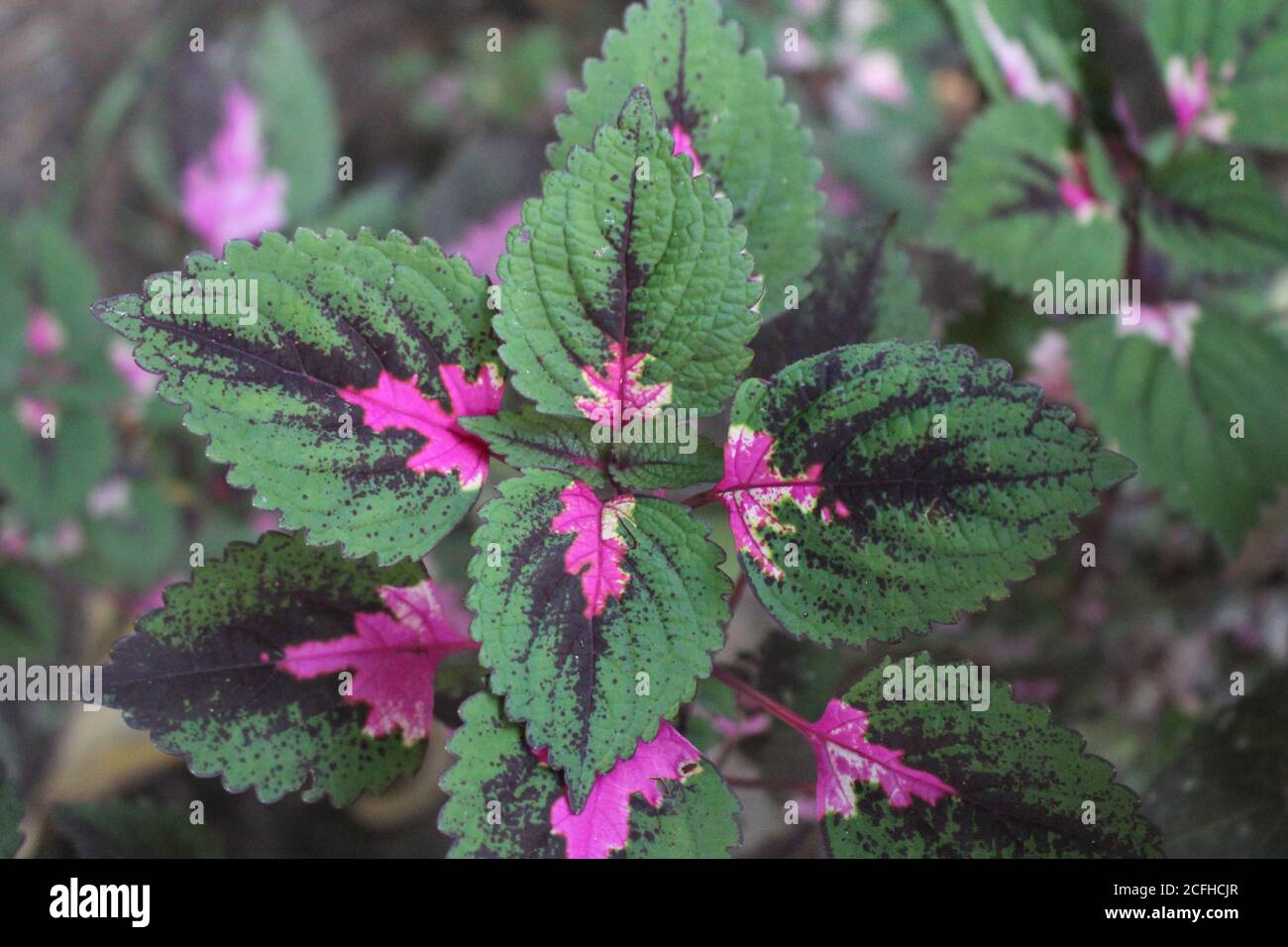 Multi colored leaves pink,purple and green color leaves growing in garden Stock Photo