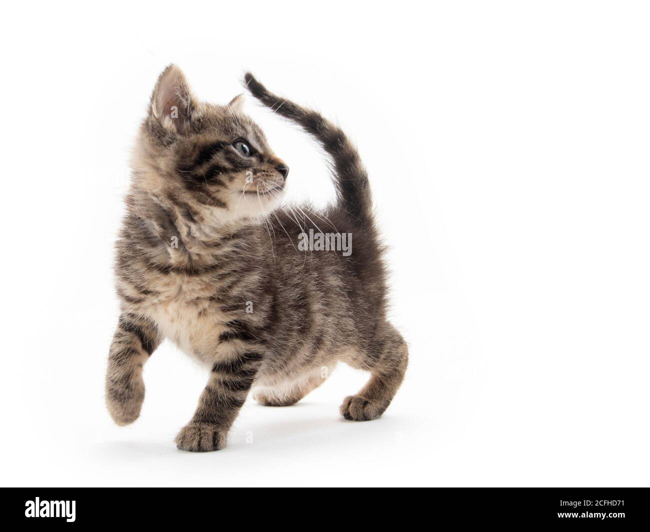 Cute baby tabby kitten isolated on white background Stock Photo - Alamy