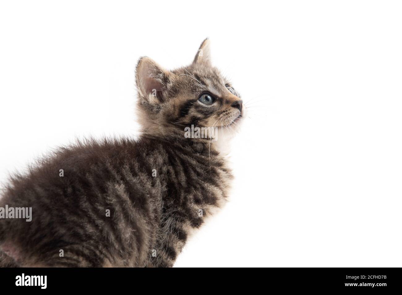 Cute baby tabby kitten isolated on white background Stock Photo - Alamy