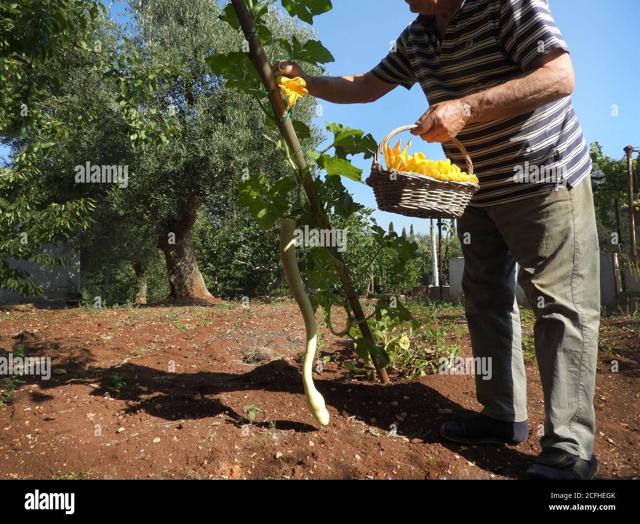 old man picking courgette flowers in summer countryside Stock Photo Alamy
