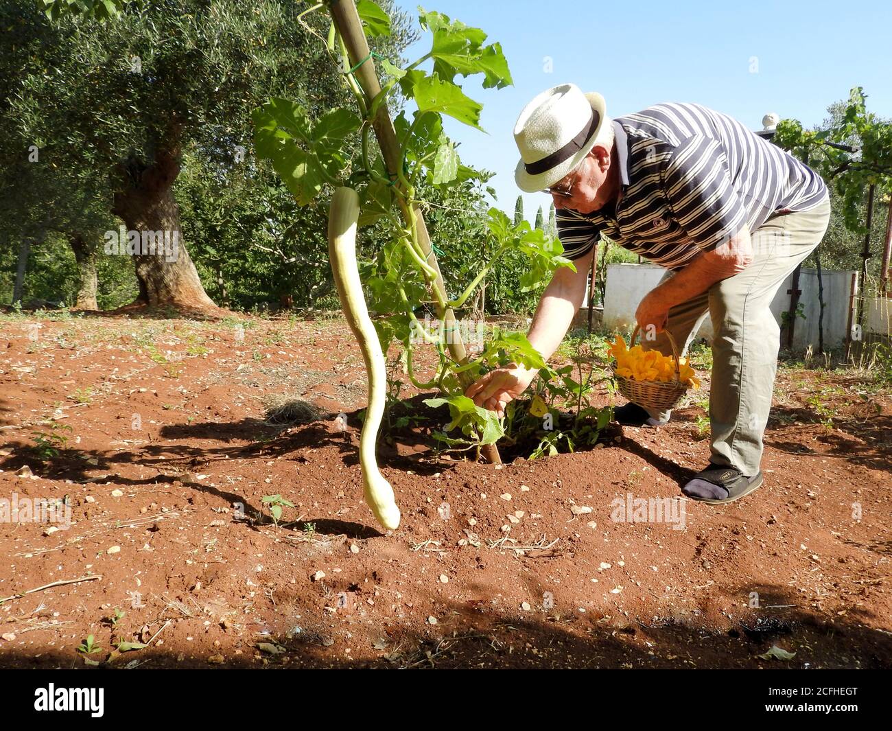 old man picking courgette flowers in summer countryside Stock Photo Alamy