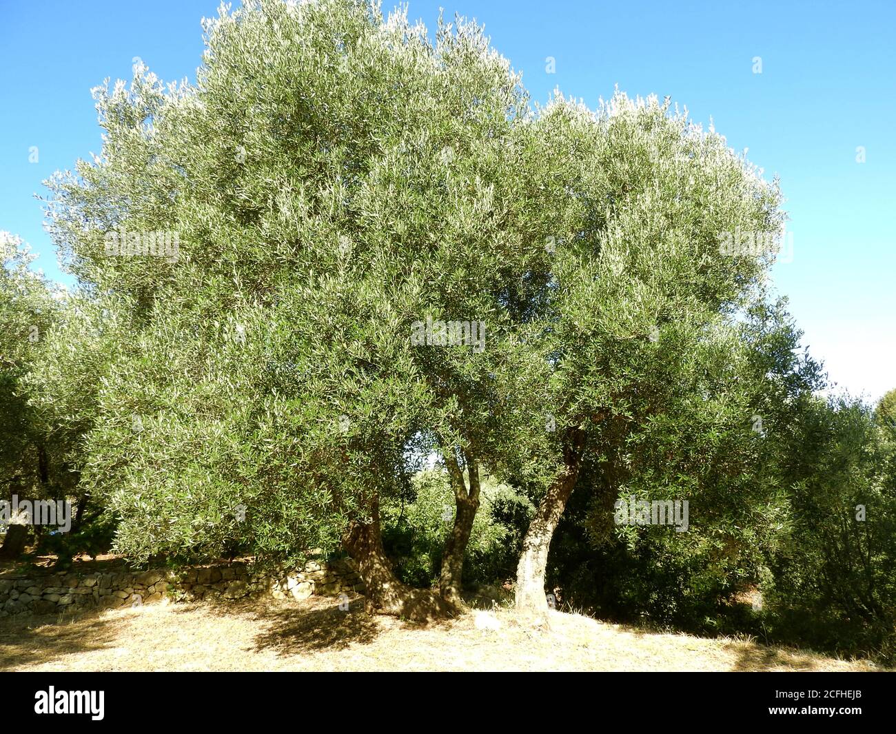 centenary olive tree in Salento - Italy Stock Photo