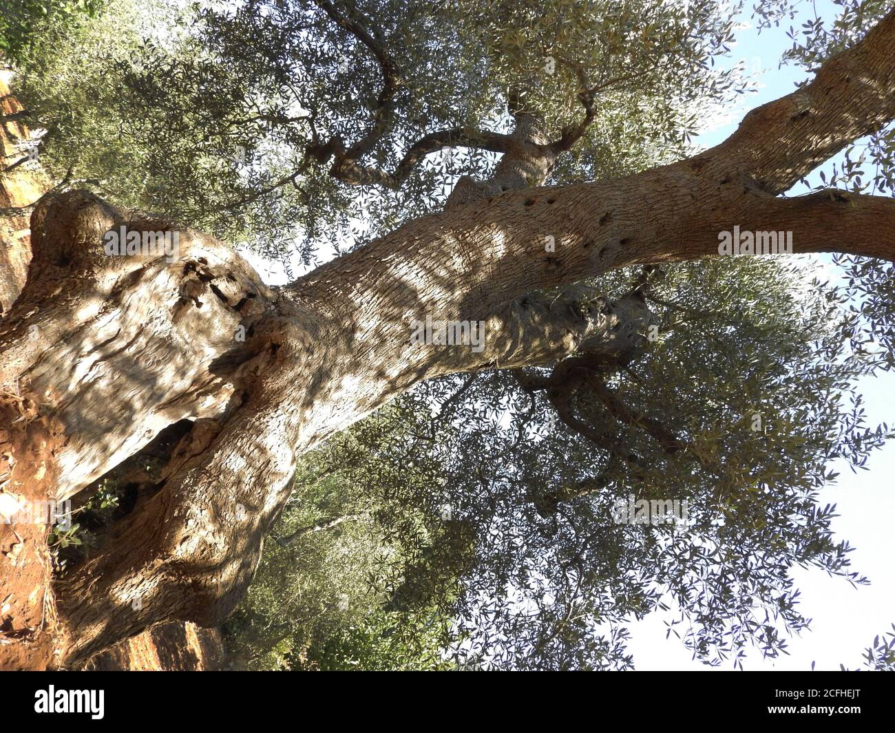 bottom view of branches of centenary olive trees in Salento Italy Stock Photo