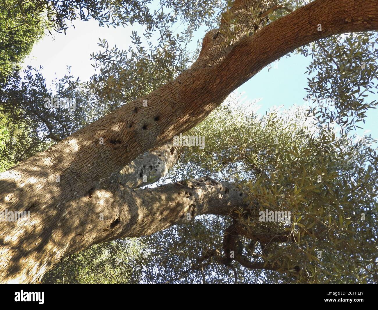 bottom view of branches of centenary olive trees in Salento Italy Stock Photo