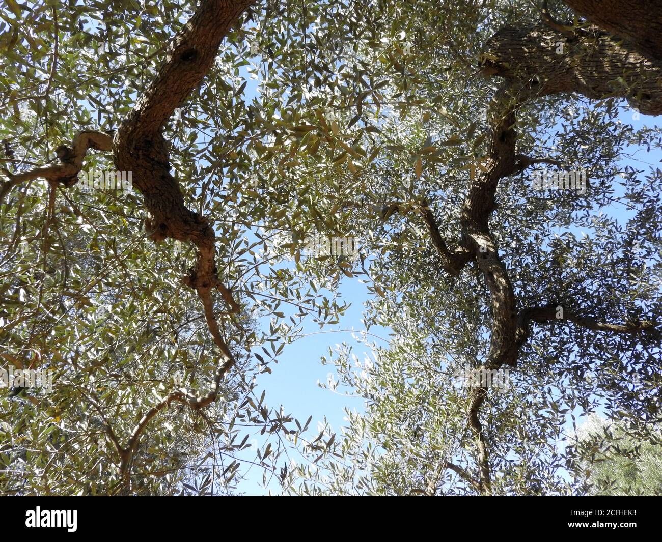 bottom view of branches of centenary olive trees in Salento Italy Stock Photo