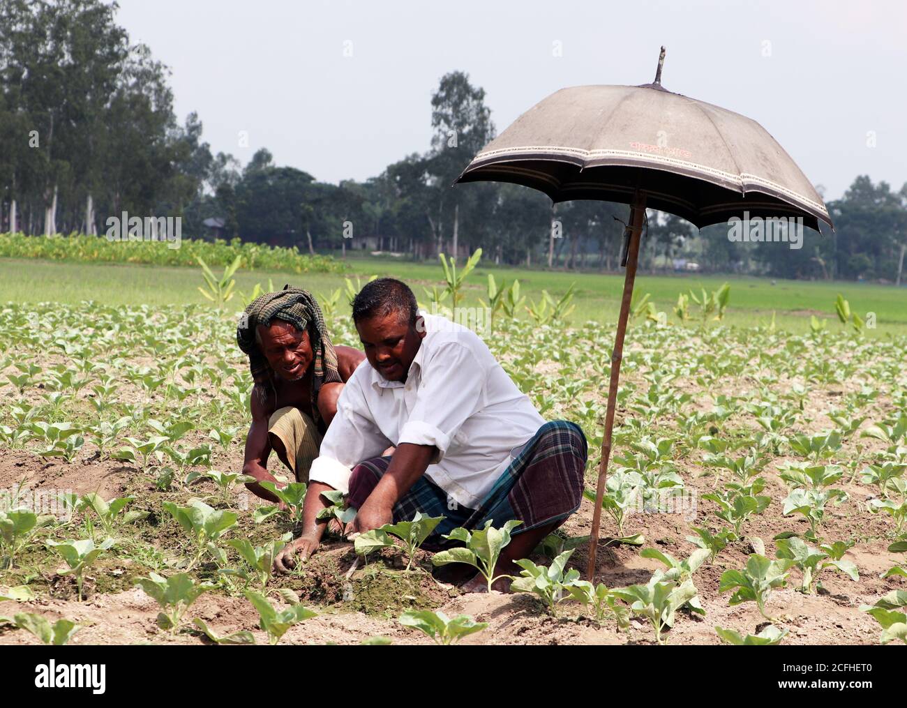 Two Asian day laborers working with an umbrella above their heads on a Bangladeshi agricultural field Stock Photo