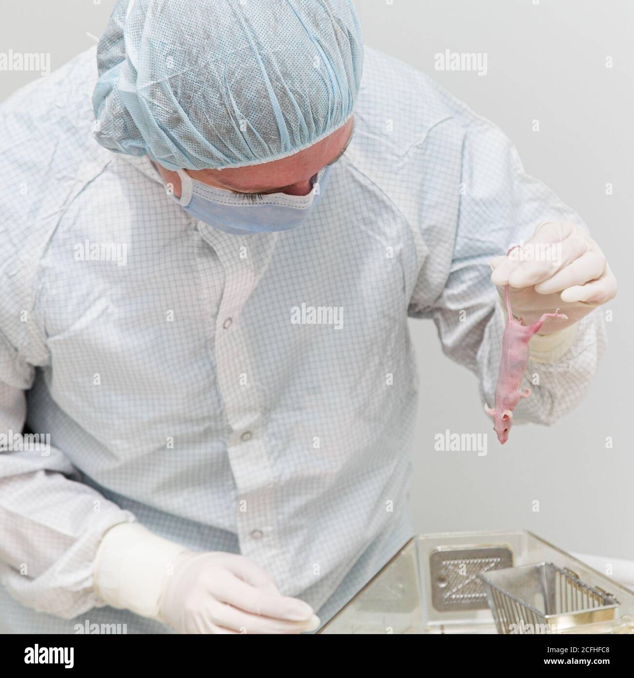 Scientist holding laboratory mouse in hands Stock Photo
