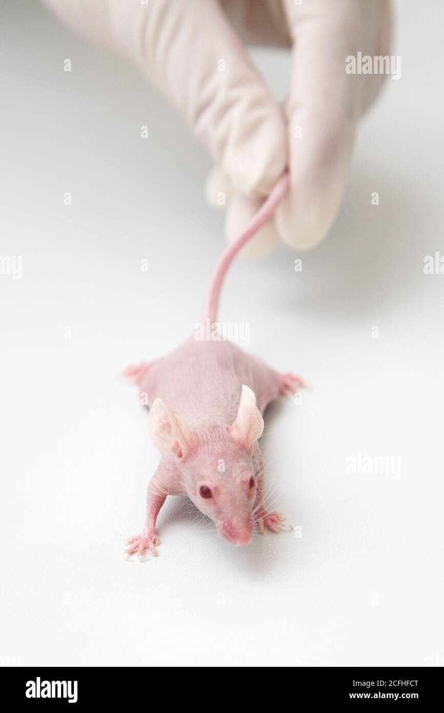Laboratory mice hires stock photography and images Alamy