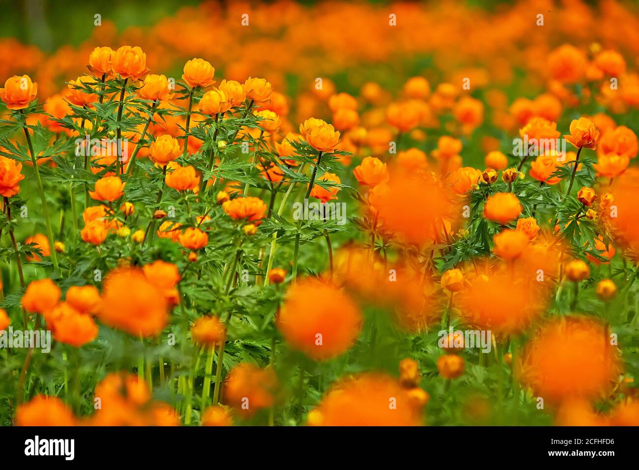 Spring green meadow with orange flowers Globeflowers (Trollius asiaticus) Stock Photo