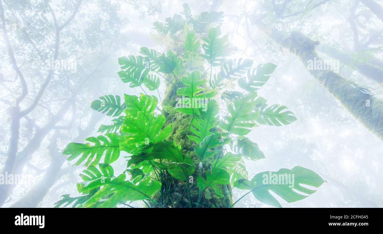 Low angle view of ancient tropical rainforest in the mist, lush flora and tropical plants growing in the trunk of wild tree. Soft focus on green leave Stock Photo