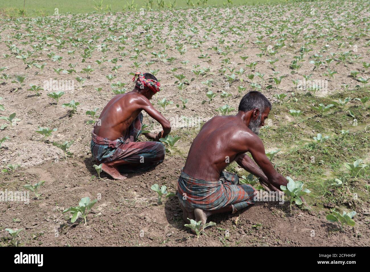 Two Asian sweaty workers (day laborers) are working on the vegetable (cauliflower) field in a rural area of Bangladesh Stock Photo