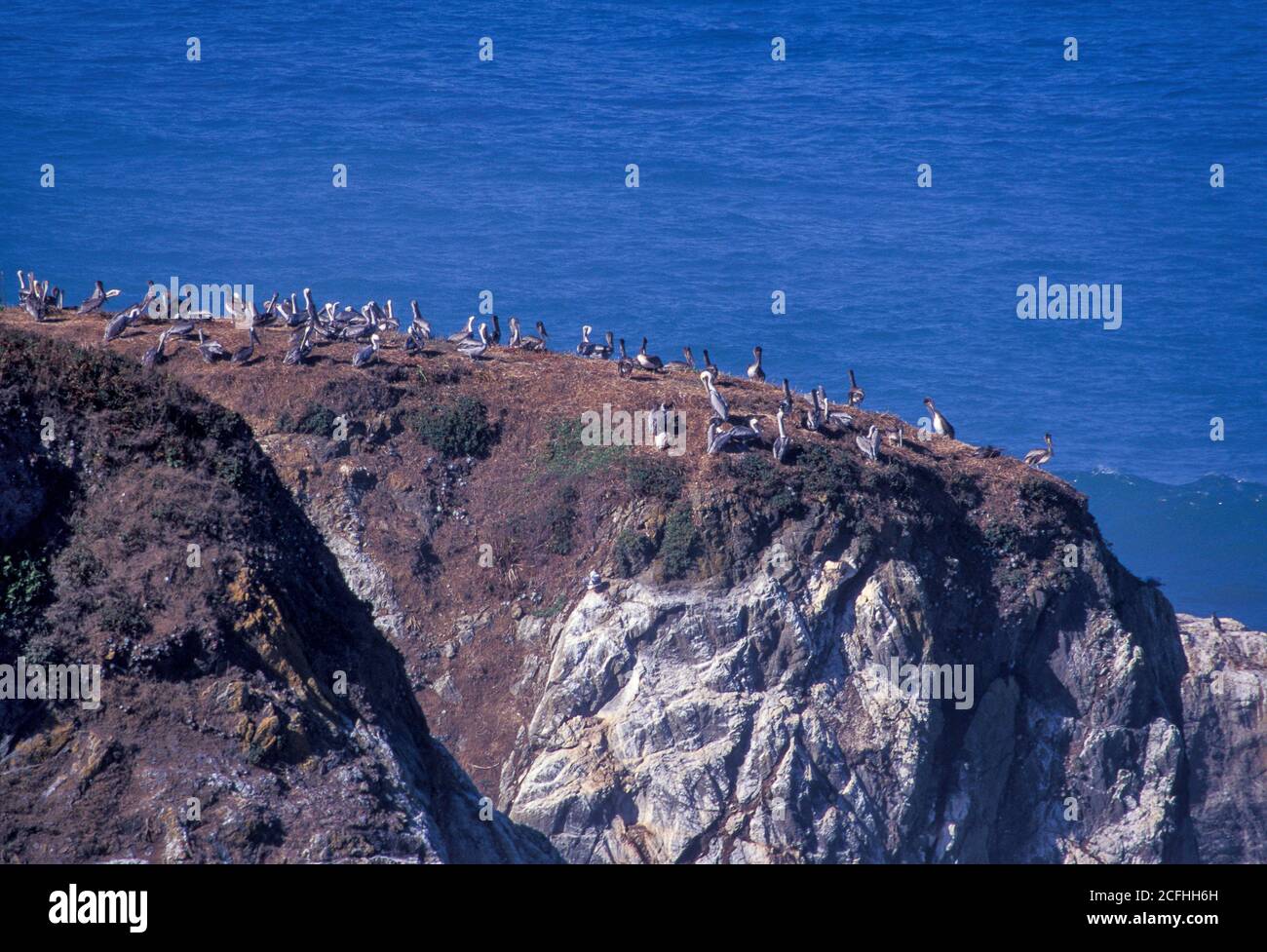 Pelicans roosting on Pelican Rock near Mendocino, California with the Pacific Ocean in background Stock Photo