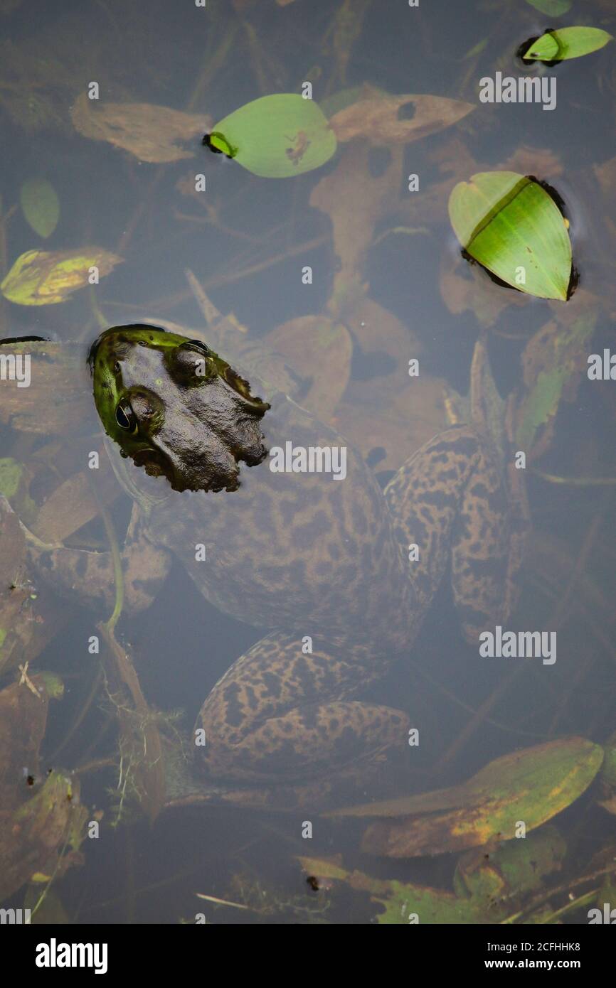 Large American Bullfrog half submerged in a pond Stock Photo