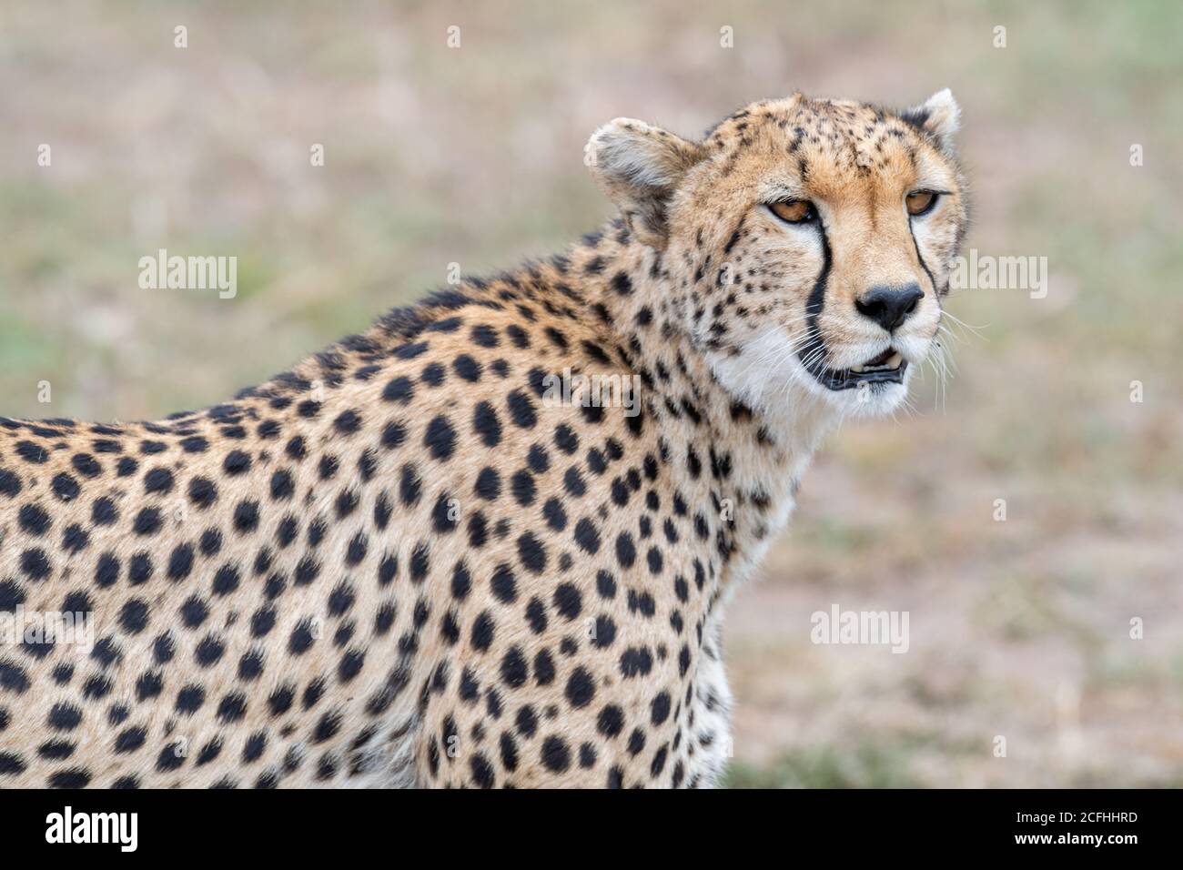 Cheetah (Acinonyx jubatus) frolic in the grasslands of Kenya Stock Photo