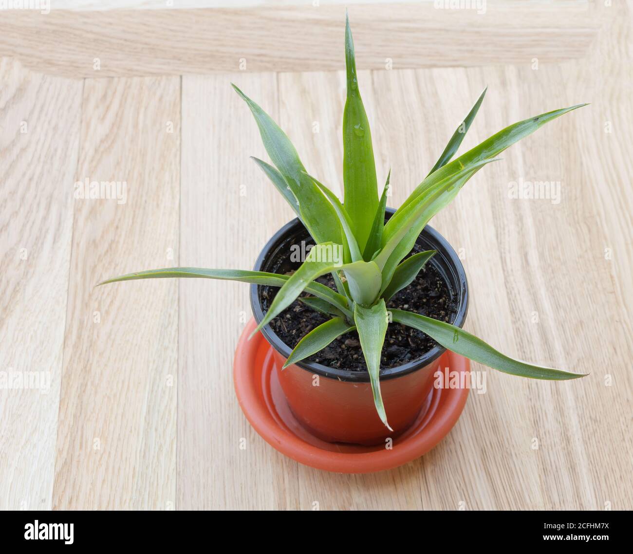 Beautiful young pineapple on wooden background. How to grow pineapple at home Stock Photo