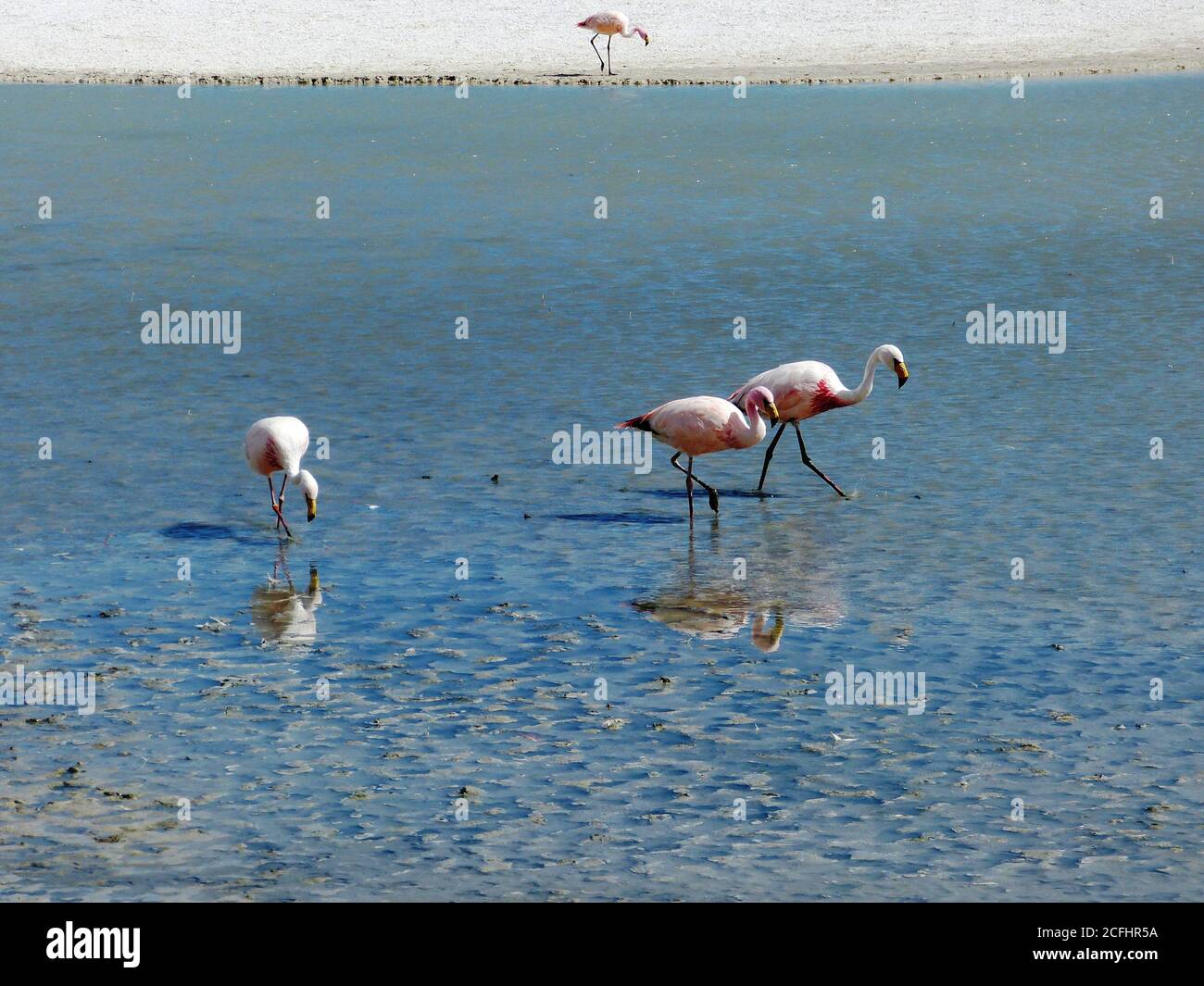 Flamingos in salt lagoon Hedionda, Uyuni, Bolivia. It is notable for various migratory species of pink white Andean flamingos. Phoenicopterus andinus. Stock Photo