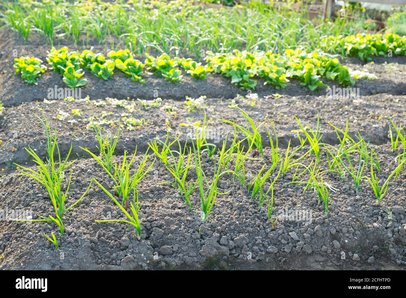 Fresh young scallions and on a sunny vegetable garden patch with other vegetables in the background. Stock Photo