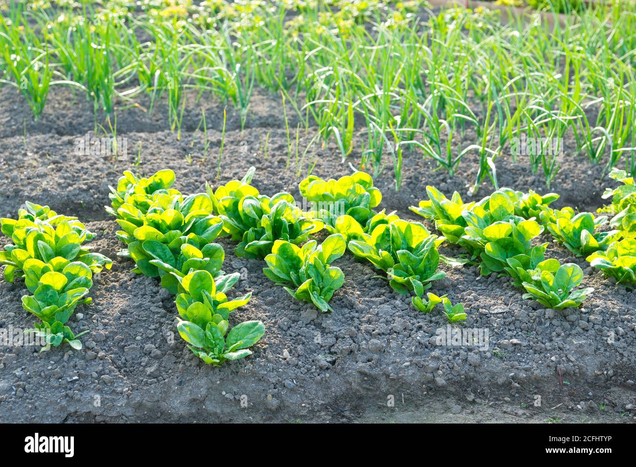 Young spinach in a sunny vegetable garden with scallions in the background. Stock Photo